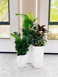 杭州湾绿植租摆